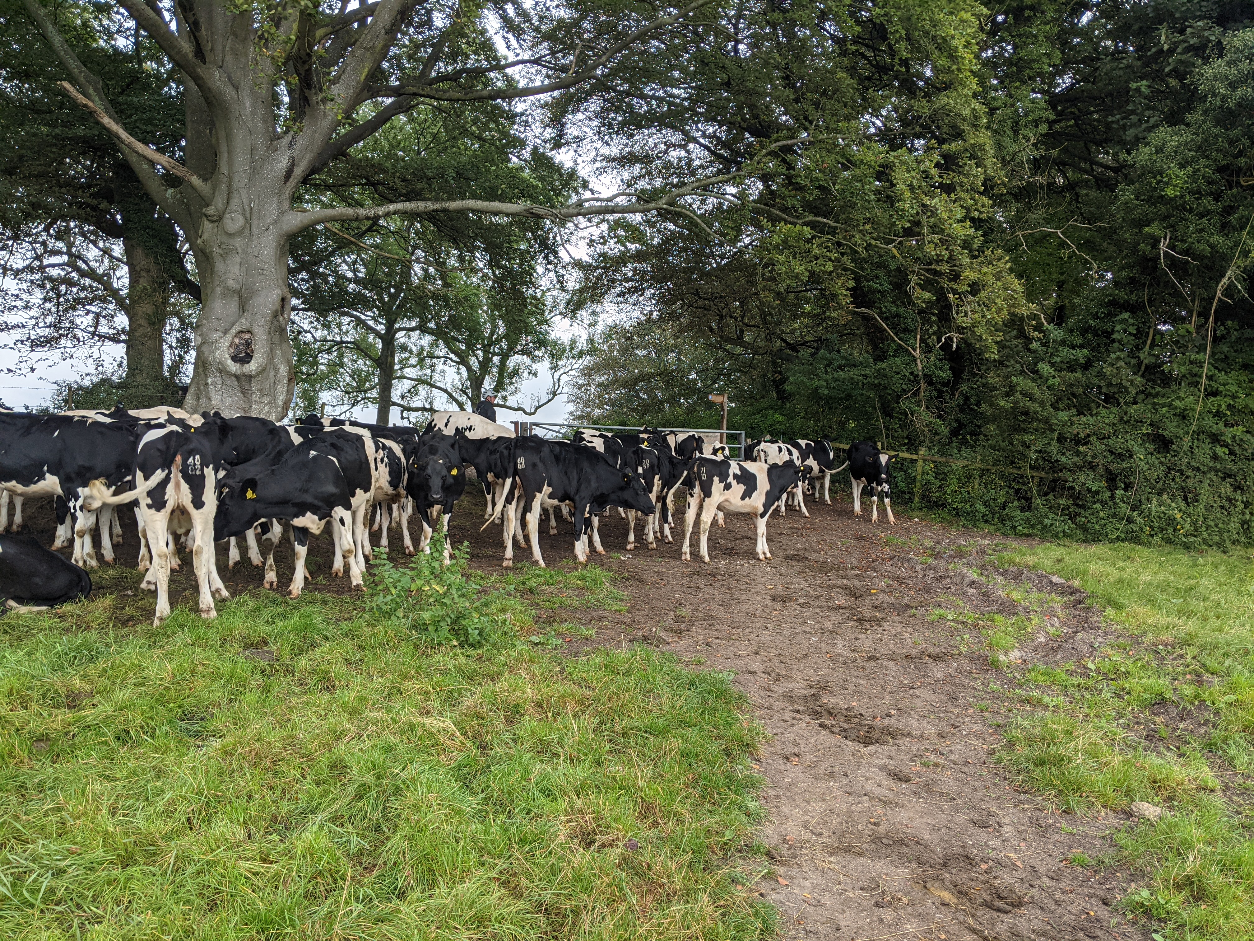 Cows in the Road!
